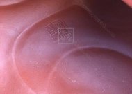 《魚(yú)化龍?zhí)捉M》